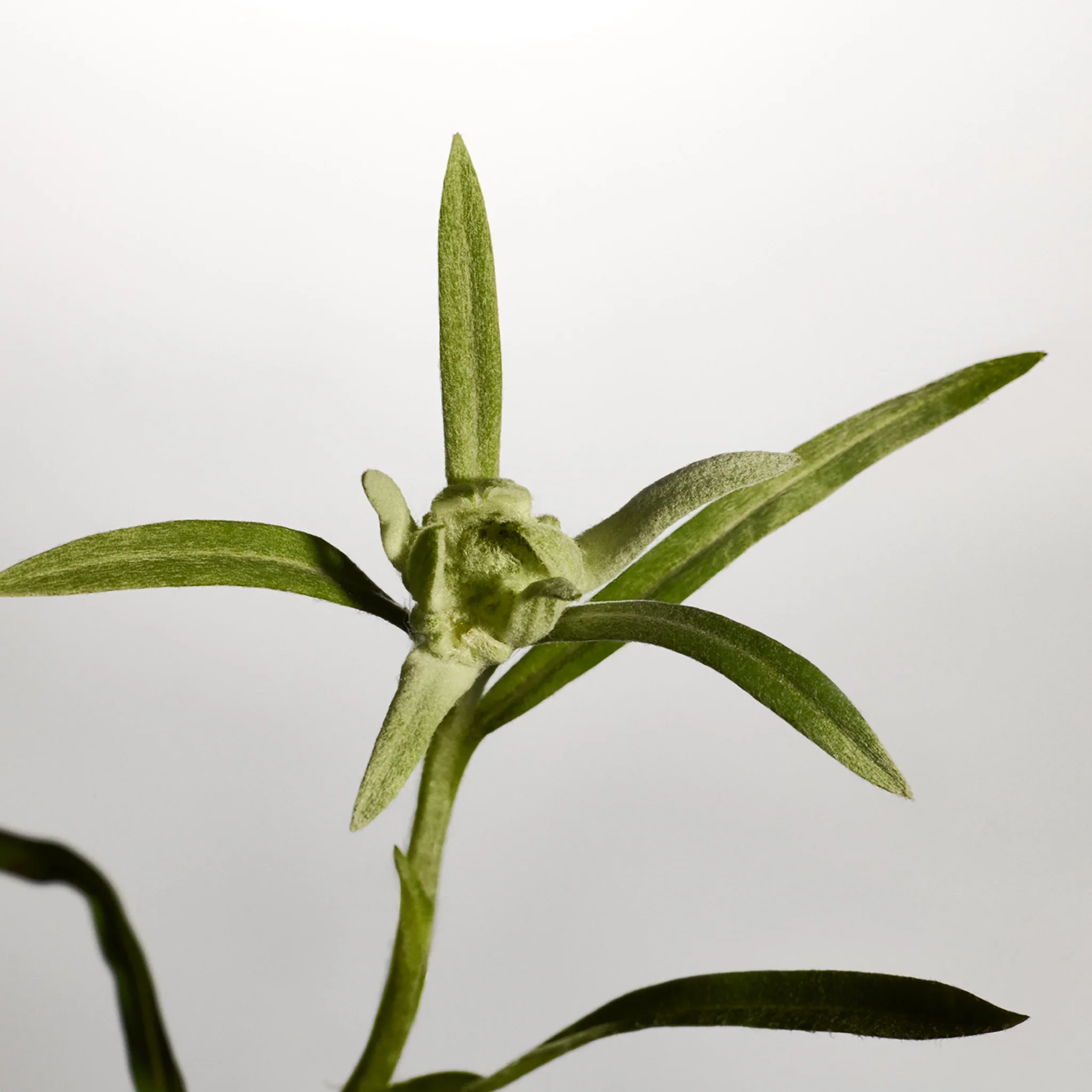 Edelweiss Daily Serum Concentrate - Image 6