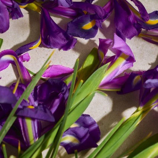 Full Iris Eau de Parfum - Image 2