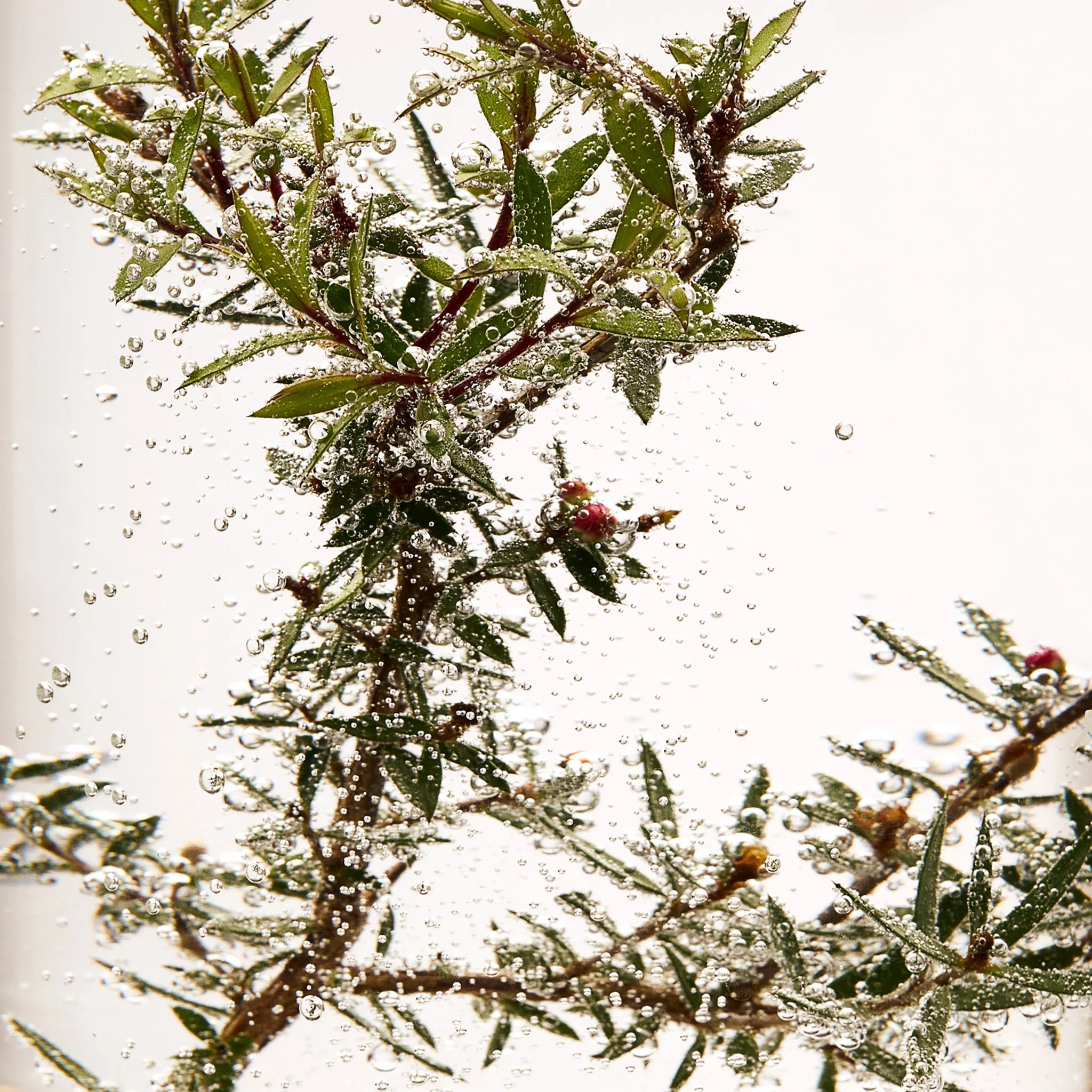 Tea Tree Oil for skin 10ml - Image 5